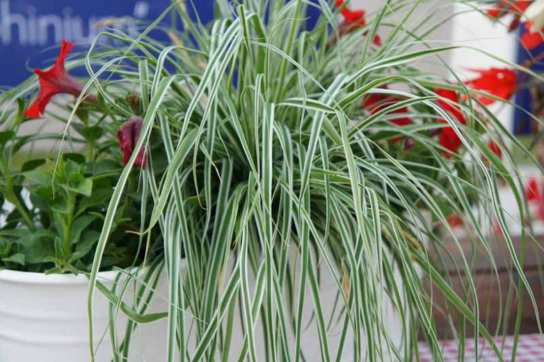 Carex Oshimensis 'Everest', Japanese Sedge 'Everest', Carex oshimensis 'Fiwhite', Variegated Sedges, Ornamental grasses,